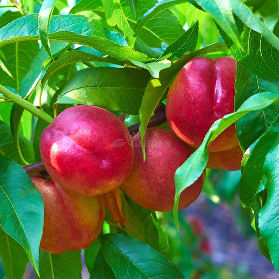 Prunus persica 'FruitMe NectaMe' / Törpe nektarinfa