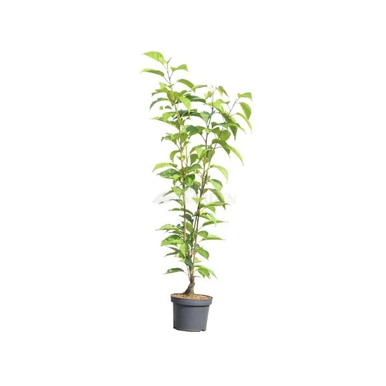 Prunus serrulata 'Amanogawa' / Oszlopos japán díszcseresznye fa