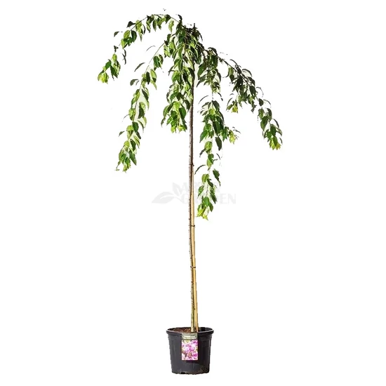 Prunus serrulata 'Kiku Shidare Sakura' / Csüngő japán díszcseresznye