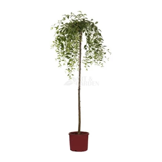 Prunus subhirtella 'Pendula' / Fehér virágú csüngő ágú díszcseresznye