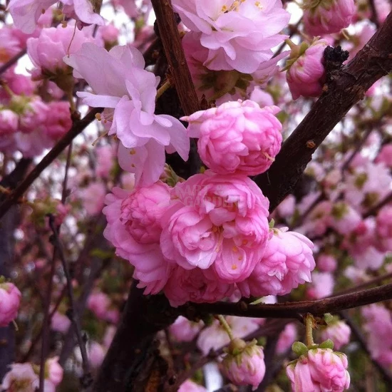 Prunus triloba 'Multiplex' - Teltvirágú babarózsa