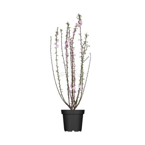 Prunus triloba 'Multiplex' - Teltvirágú babarózsa