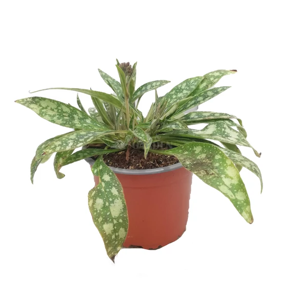 Pulmonaria 'Raspberry Splash' / Tüdőfű