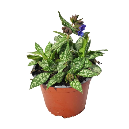 Pulmonaria 'Trevi Founatin' / Tüdőfű