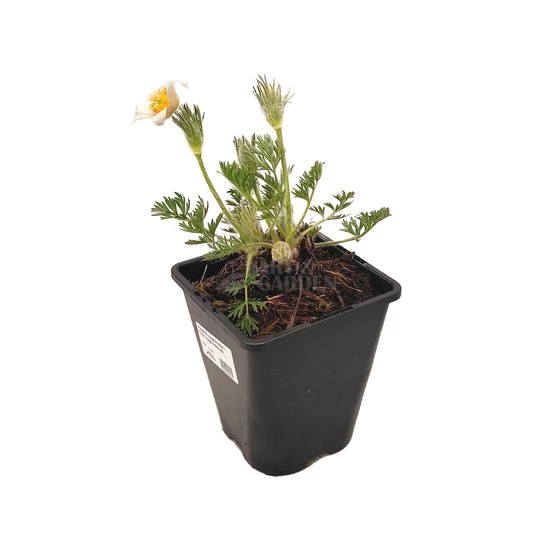 Pulsatilla vulgaris 'Alba' / Fehér virágú kökörcsin