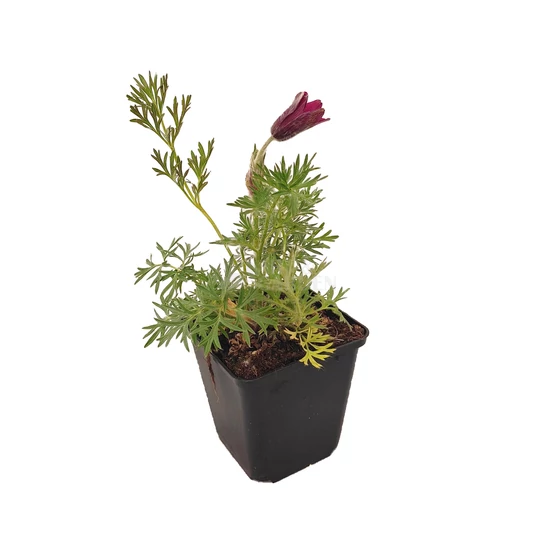Pulsatilla vulgaris 'Rubra' / Piros virágú kökörcsin
