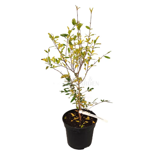 Punica granatum 'Crimson Sky'  /  Gránátalma (gyümölcstermő)