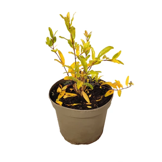 Punica granatum 'Emericus'  /  Gránátalma (gyümölcstermő)