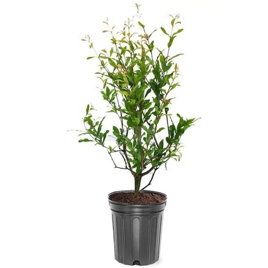 Punica granatum  /  Gránátalma (gyümölcstermő)