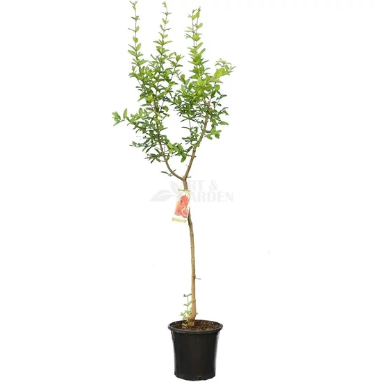 Punica granatum 'Wonderful' / Gránátalma 1/2 törzses (gyümölcstermő)