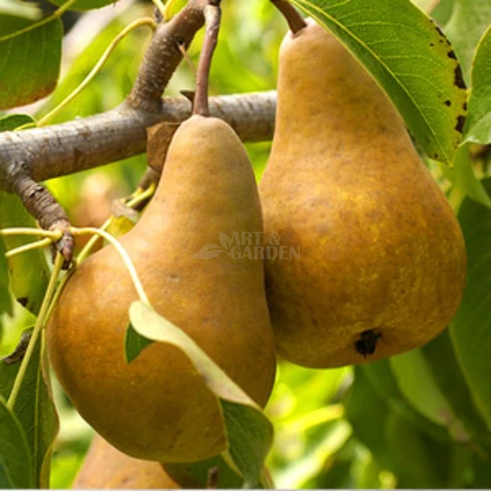 Pyrus communis 'Bosc Kobak' / 'Bosc Kobak' körtefa