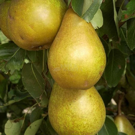 Pyrus communis 'Serres Olivér' / 'Serres Olivér' körtefa