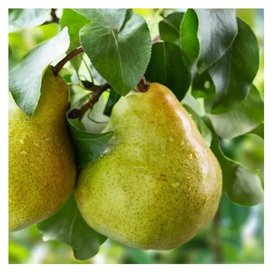 Pyrus communis 'Vilmos' / 'Vilmos' körtefa