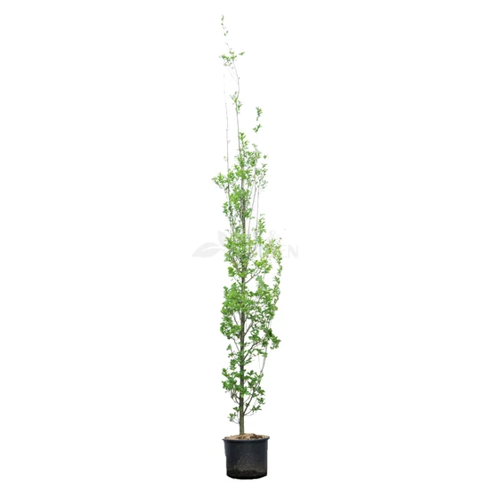 Quercus robur 'Fastigiata' / Oszlopos kocsányos tölgy
