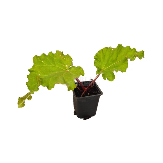 Rheum rhabarbarum / Rebarbara