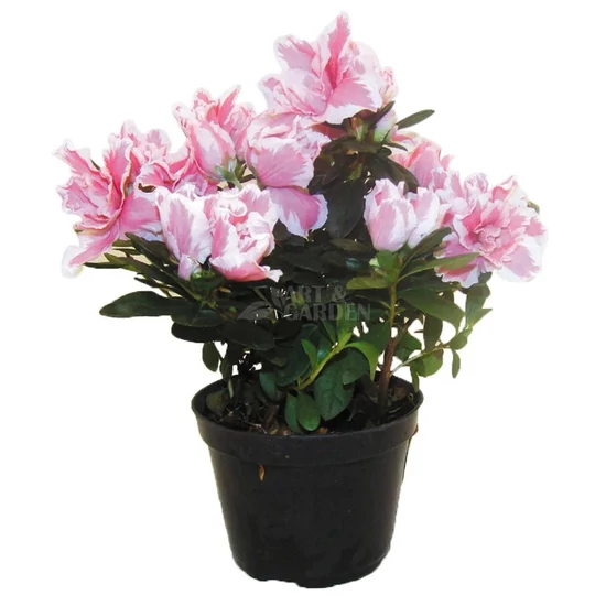 Rhododendron simsii / Azálea, törpe havasszépe