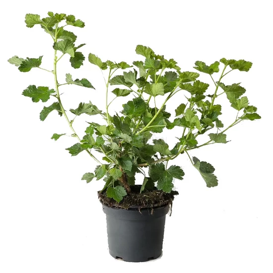 Ribes nidigloraria / Josta bokor (ribiszkeköszméte)