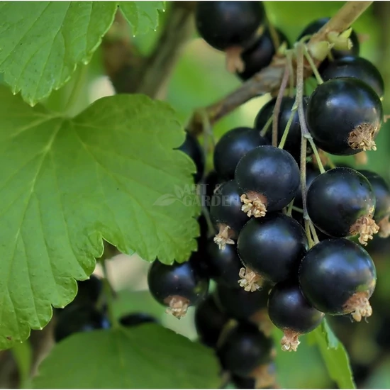 Ribes rubrum 'Fertődi I.' / Fertődi I. fekete ribizli bokor (magastörzsű)