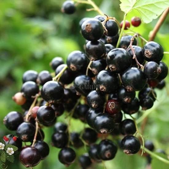 Ribes rubrum 'Fertődi I.' / Fertődi I. fekete ribizli bokor (magastörzsű)