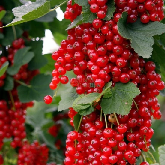 Ribes rubrum 'Rovada' / 'Rovada' piros ribizli bokor (szabadgyökeres)