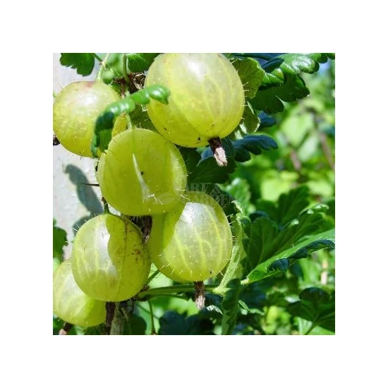 Ribes Uva-crispa 'Zöld Győztes' / 'Zöld Győztes' egres bokor (szabadgyökeres)
