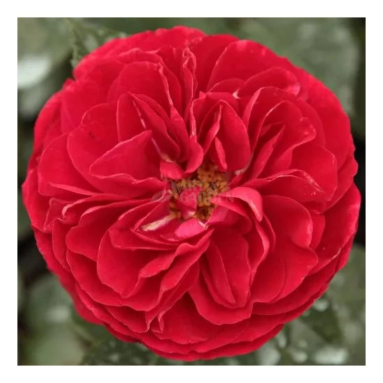 Rosa 'Bordeaux' / Vörös színű oltott rózsatő