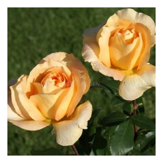 Rosa 'Casanova' / Sárga virágú oltott tearózsa