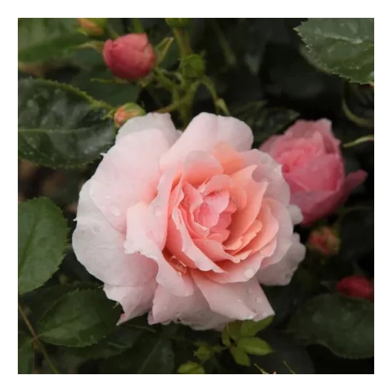 Rosa 'Chewgentpeach' / Barack színű színű oltott rózsatő