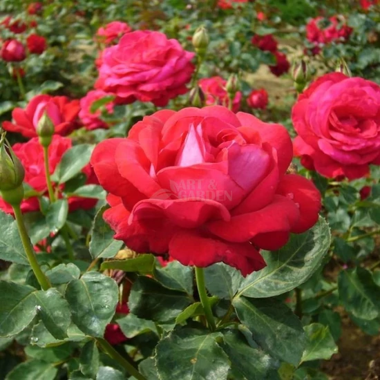 Rosa 'Dame de Coeur' / Piros virágú oltott tearózsa