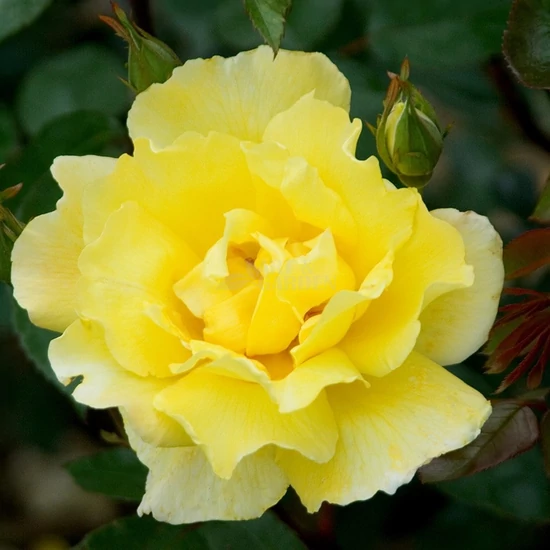 Rosa 'Golden Showers' / Sárga virágú oltott futórózsa