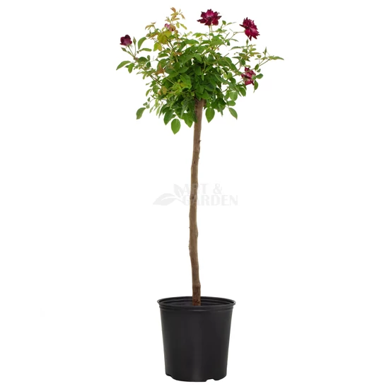 Rosa 'Mr. Lincoln' / Sötétvörös virágú magastörzsű teahibrid rózsa