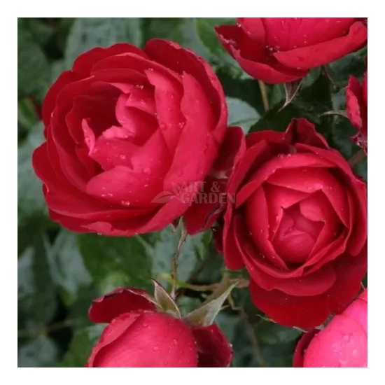 Rosa 'Milano' / Vörös színű oltott rózsatő