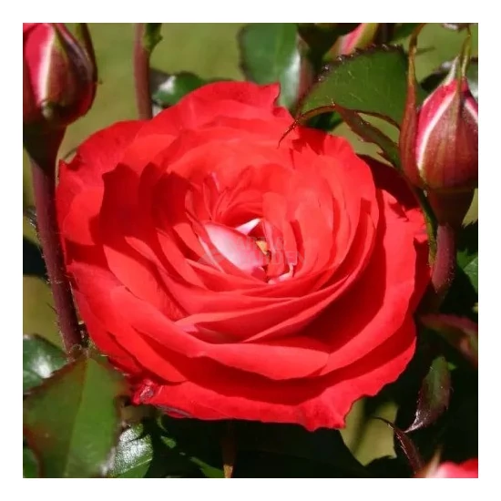 Rosa 'Planten un Blomen' / Piros-fehér színű oltott rózsatő