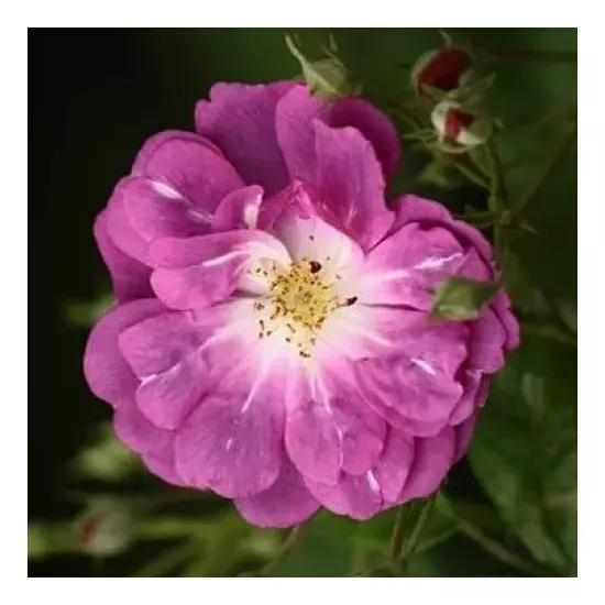 Rosa 'Purple Skyliner' /Lila színű futó oltott rózsatő