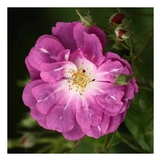 Rosa sp. / Futó oltott rózsatő mix