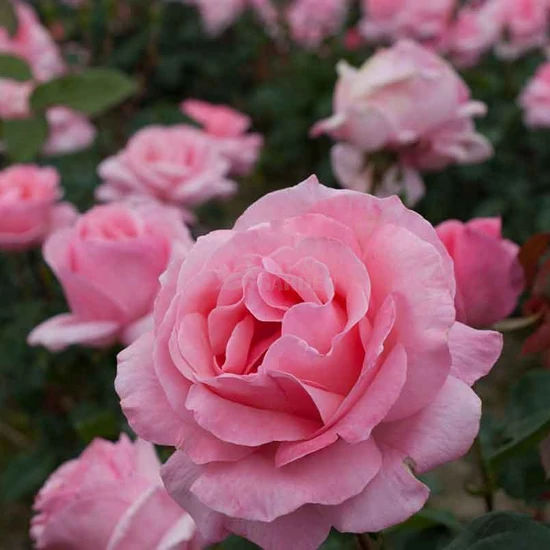 Rosa 'Queen of England' / Rózaszín virágú oltott tearózsa