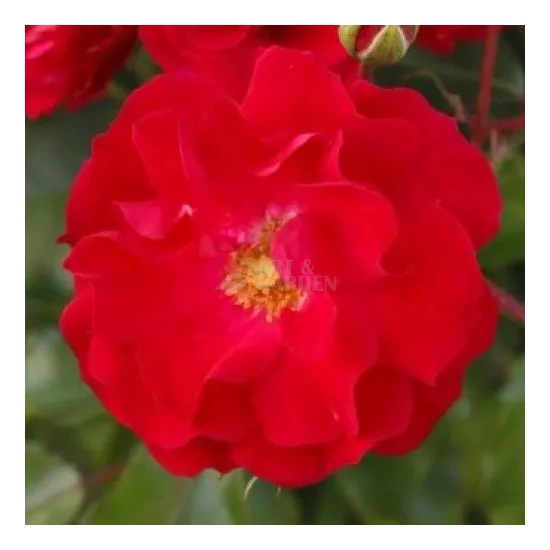 Rosa 'Rotilia' / Piros színű oltott rózsatő