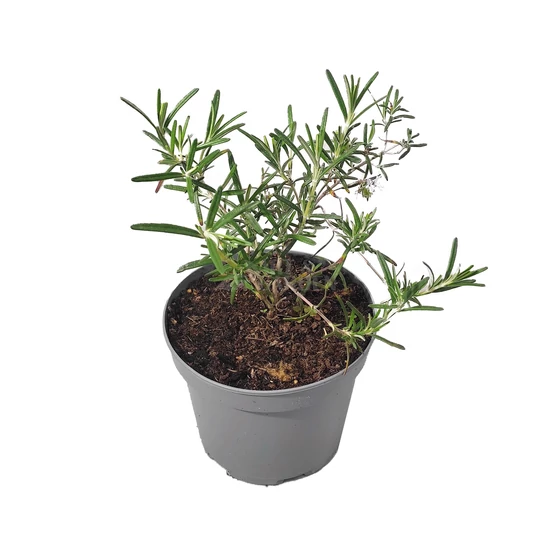 Rosmarinus officinalis 'Harmat' / Kerti rozmaring