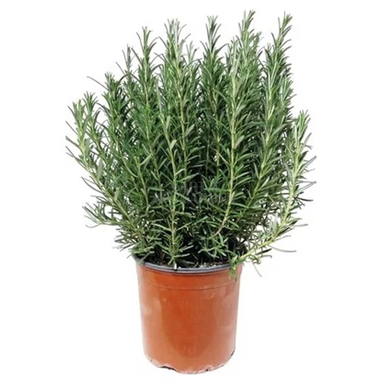 Rosmarinus officinalis / Rozmaring