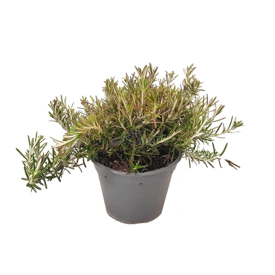 Rosmarinus officinalis 'Prostratus'  / Kúszó rozmaring
