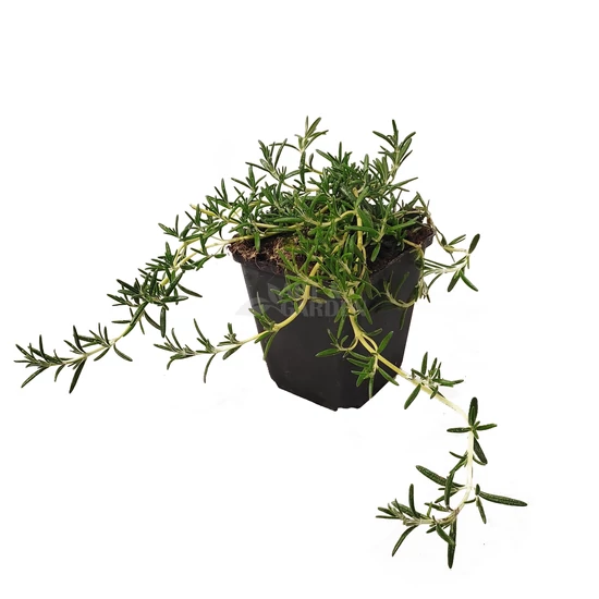 Rosmarinus officinalis 'Prostratus'  / Kúszó rozmaring