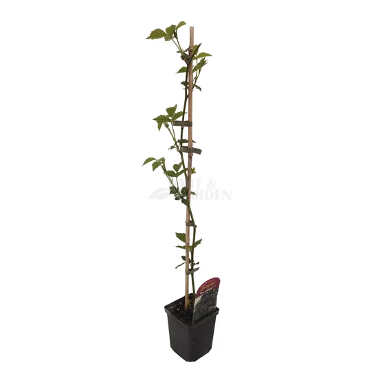 Rubus fruticosus 'Glorniwa' / Tüskétlen fekete szeder