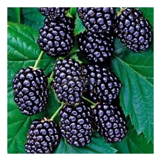 Rubus fruticosus 'Loch ness' / 'Loch ness' tüskétlen szeder (szabadgyökeres)