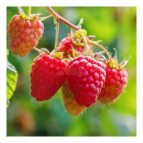 Rubus idaeus / Málna bokor (tüskétlen)