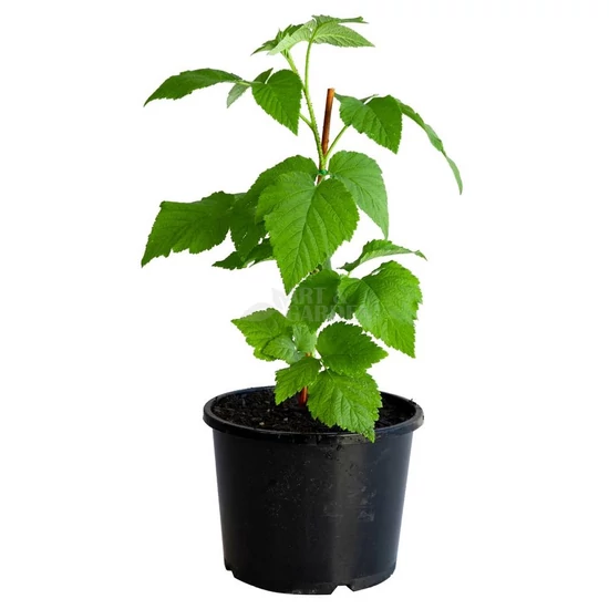 Rubus idaeus 'Fertődi Zamatos' / 'Fertődi Zamatos' málna