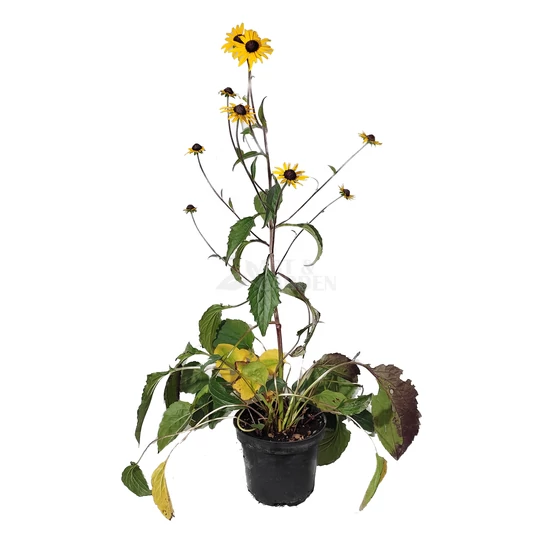Rudbeckia fulgida 'Goldsturm' / Pompás kúpvirág