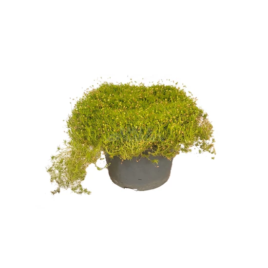 Sagina subulata 'Lime Moss' / Szálkás zöldhúr