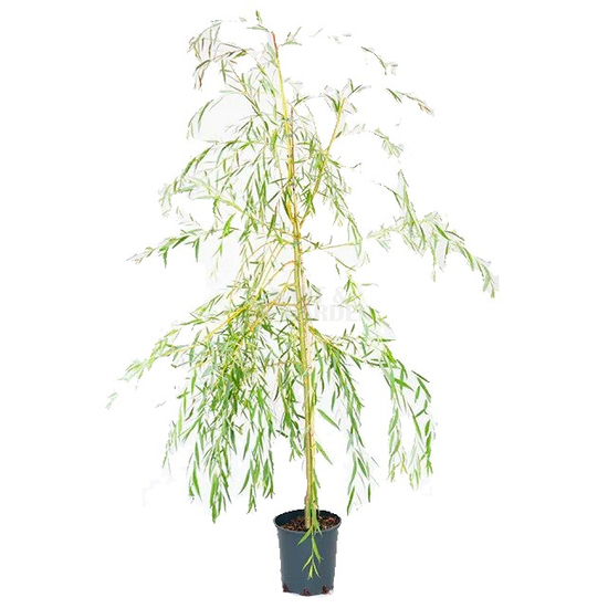 Salix alba 'Tristis' / Fehér fűzfa