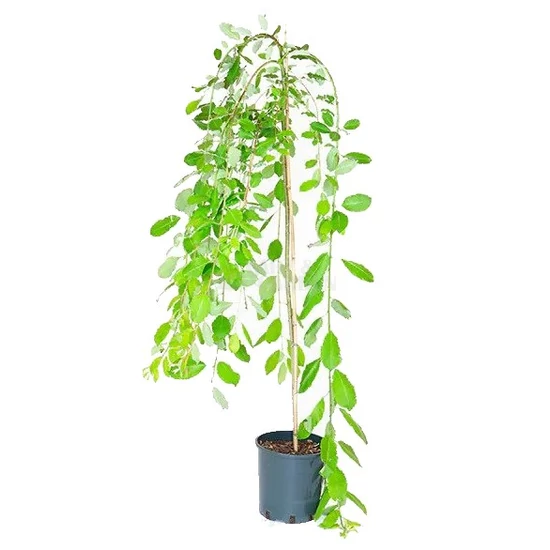 Salix caprea 'Kilmarnock' ('Pendula') / Csüngő barkafűz (tm.: 120 cm)
