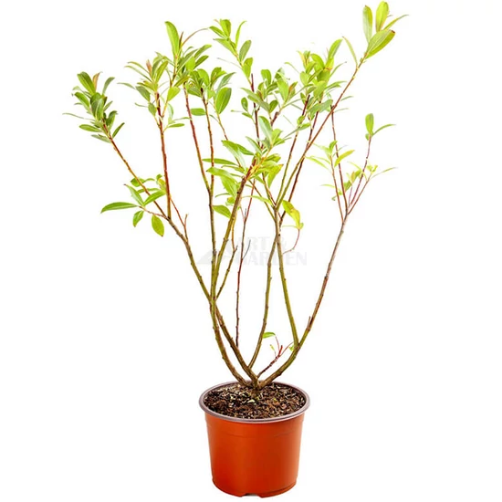 Salix gracilistyla 'Mount Aso' / Rózsaszín barkafűz cserje
